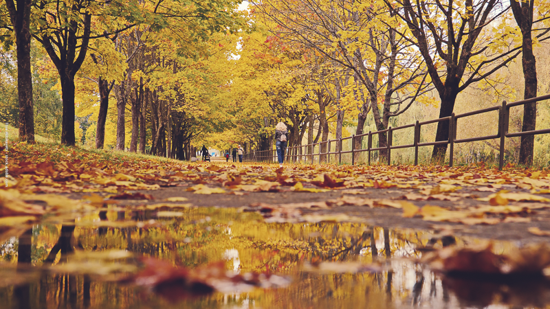 Allée d’automne aux couleurs dorées, feuilles mouillées et flaques d’eau : une promenade en famille même sous la pluie pour profiter de la nature.