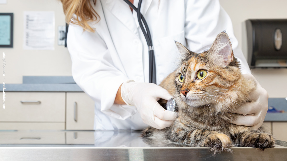 Vétérinaire qui ausculte un chat