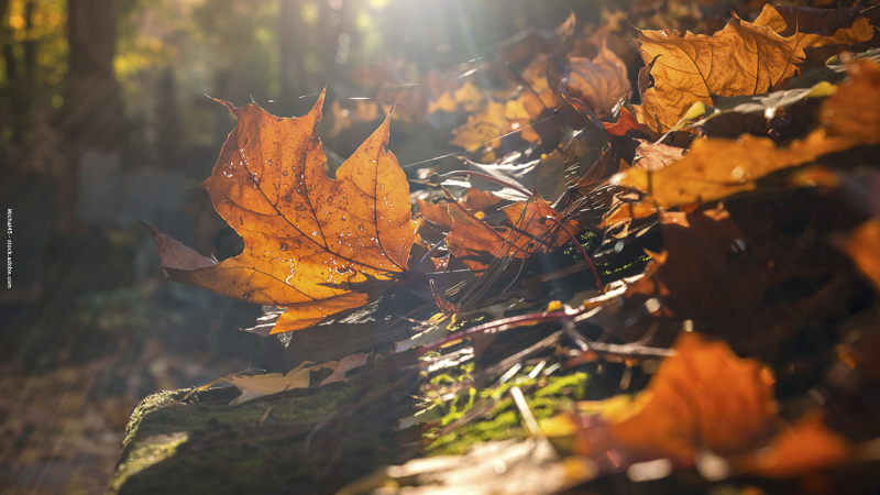Feuilles d’automne colorées en forêt baignées de soleil, invitation à la balade, aux jeux et aux découvertes nature en famille.